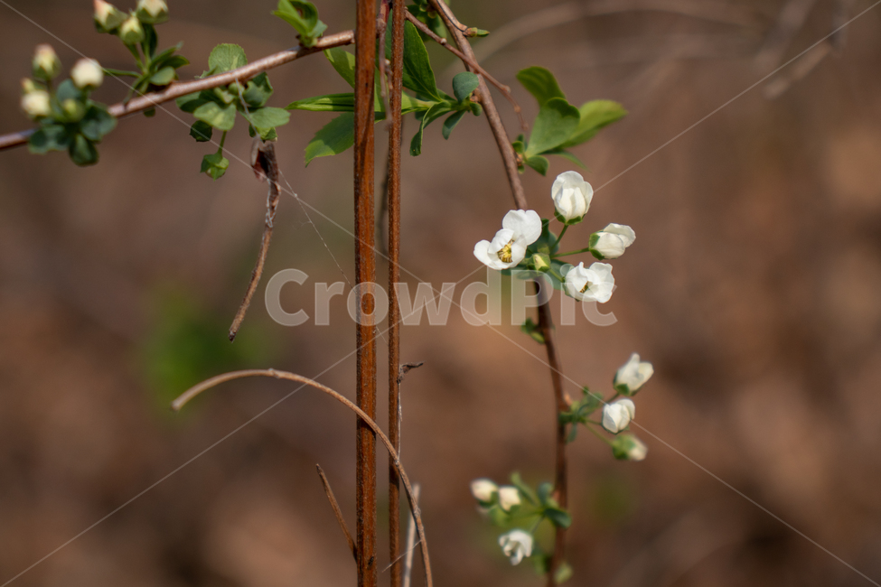plant,식물,flower,꽃,blossom