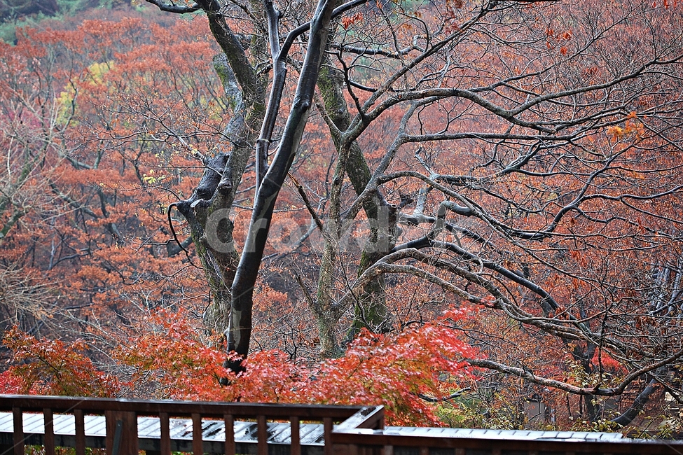 단풍,낙엽,가을,울긋불긋,나무잎,잎,식물,자연,가을,계절,fall,autumn,season,자연,풍경,nature,landscape