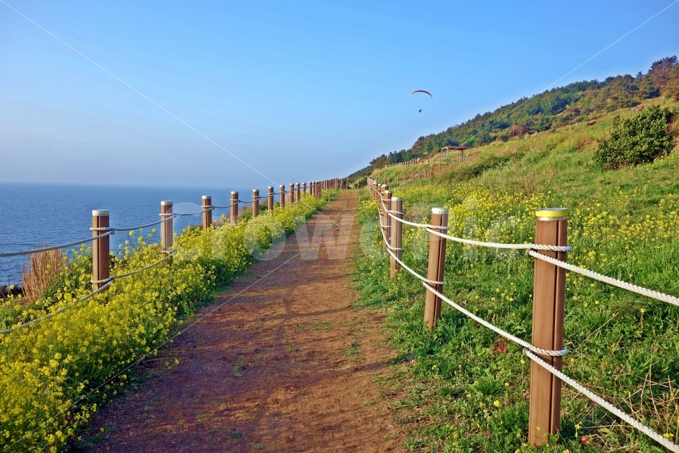 제주도,함덕서우봉,둘레길,유채꽃,함덕,꽃,바다,바닷가,해안,산책로,산책,여행,자연,제주,풍경,경치,아름다운,전망,그림,같은,뷰,최고,추천,여행지,관광지,관광,푸른,하늘,에메랄드,바람,자연,풍경,nature,landscape