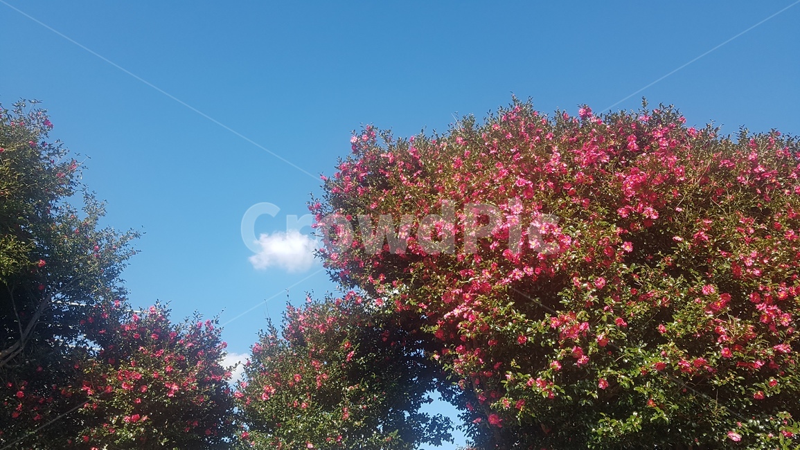 겨울꽃,동백꽃,겨울동백,꽃,camellia,flower,sky,맑은날,화창한날씨,계절,야외,outdoors,tree,나무,plant,식물