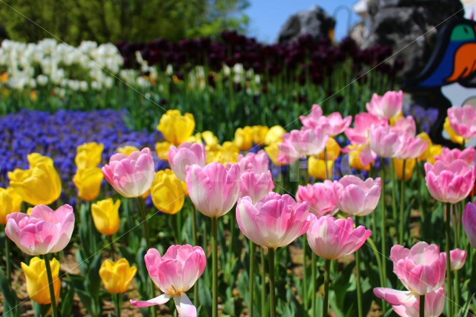 축제,꽃,튤립축제,튤립,공원,자연,봄,식물,자연,plants,nature,봄,계절,spring,season,꽃,flower,plant,blossom