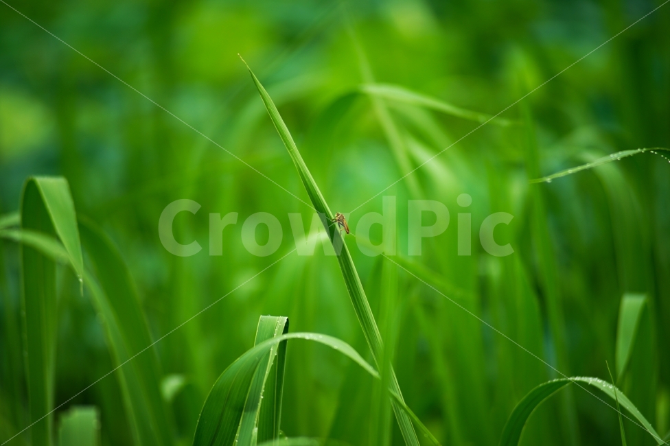 풀,벌레,이슬,비,자연,식물,자연,plants,nature,동물,animal,곤충,벌레,insect,bug