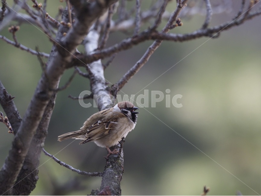 참새,sparrow,새,bird,자연,nature,동물,animal,조류,새,birds