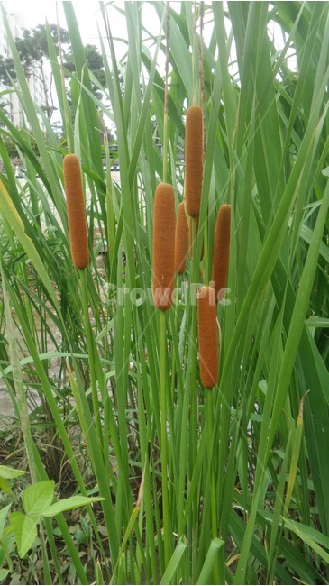 부들,감포,여러해살이풀,향포,포이화분,포화,포초황,식물,자연,plants,nature