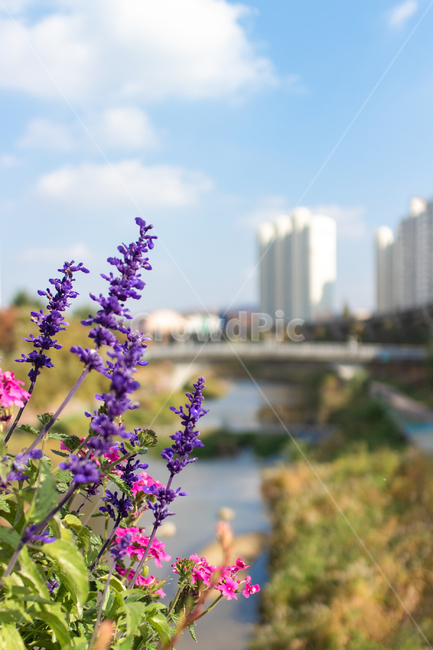 가을,fall,autumn,단풍,leaf,leaves,하늘,sky,식물,plant,야외,outdoor,공원,park,자연,nature,휴식,takeabreak,takearest,꽃,blossom,flower
