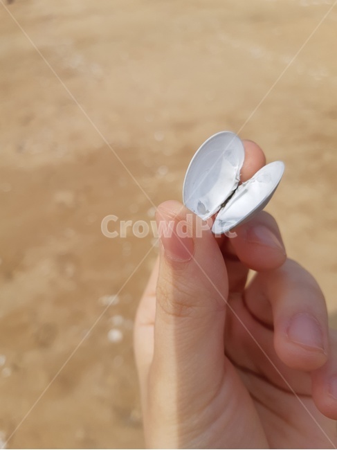 조개껍데기,조개,여행,바다,모래사장,조개껍질,해변,바다,beach,sea
