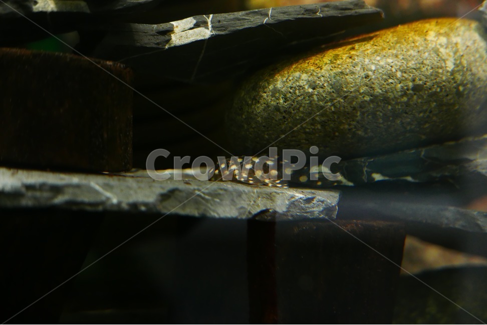 열대어,물생활,플레코,물질,인스펙터,동물,animal,어류,물고기,fish