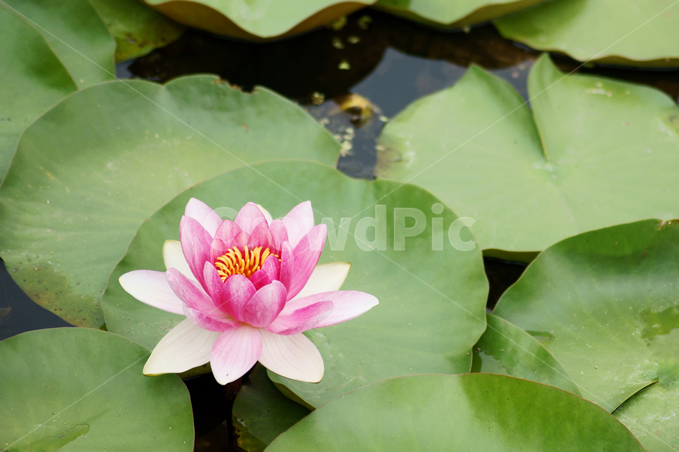 수련,꽃잎,접사,꽃,여름,공원,flower,plant,식물,연꽃,풍경배경,배경,꽃배경,식물,자연,plants,nature,꽃,flower