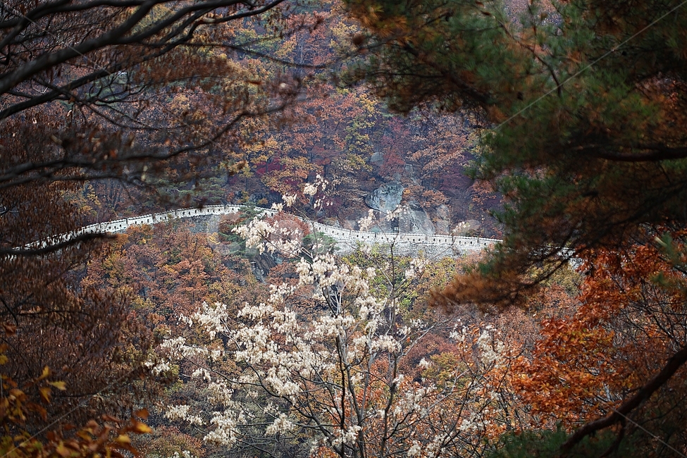 남한산성,성,성곽,단풍,낙엽,길,둘레길,담,돌담,가을,자연,풍경,벽,울긋불긋,산성,식물,숲,숲길,가을,계절,fall,autumn,season