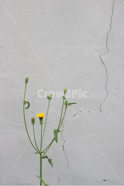 벽,꽃,식물,노랑,초록,갈라짐,wall,kabe,flower,hana,plants,shokubutsu,yellow,kiiro,green,midori,감성,식물,자연,plants,nature,꽃,flower