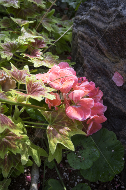 꽃,플라워,flower,식물원,flowergarden,접사,macro,micro,식물,자연,plants,nature,꽃,flower