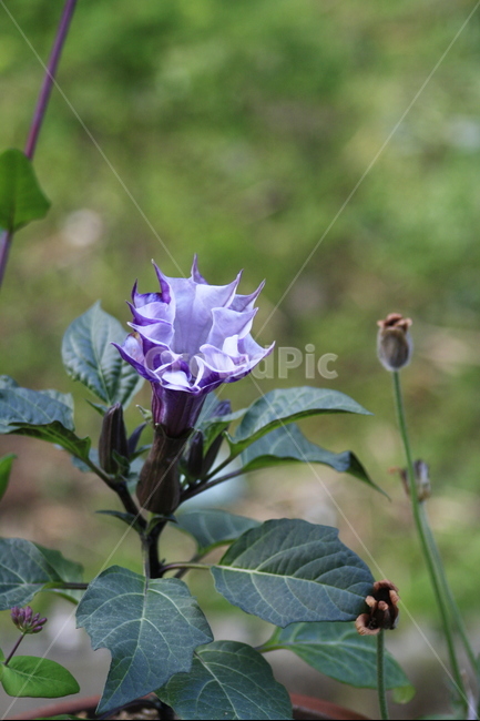 꽃,클로즈업,가지,가지꽃,자연,식물,자연,plants,nature,꽃,flower