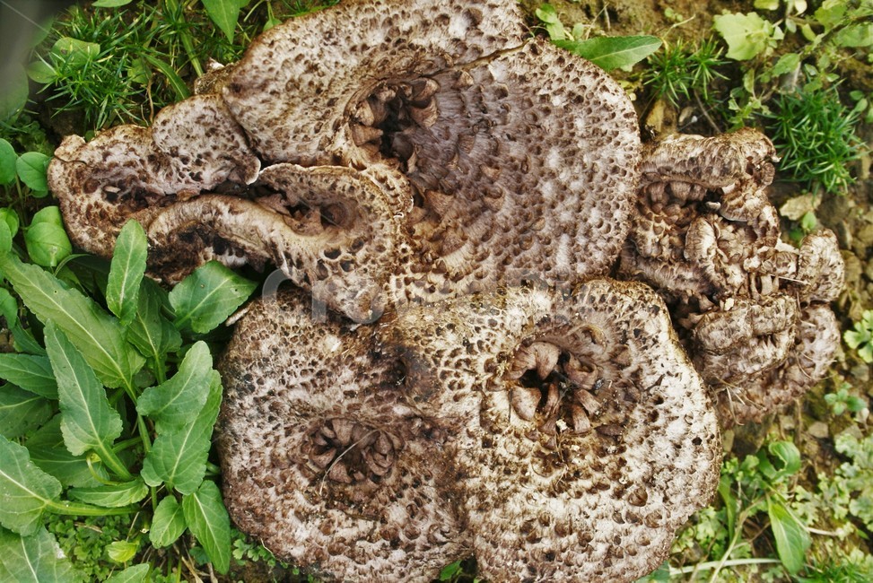 능이버섯,향버섯,담자균류,사마귀버섯목,능이버섯과,야생버섯,식용버섯,버섯,mushroom