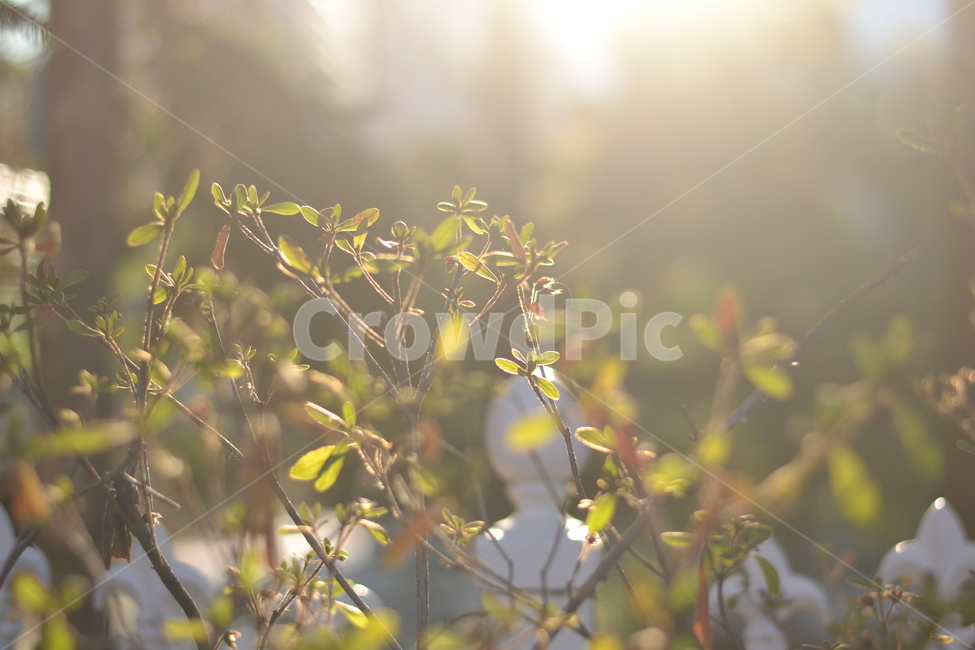 플레어,plant,식물,역광,빛,light,flare