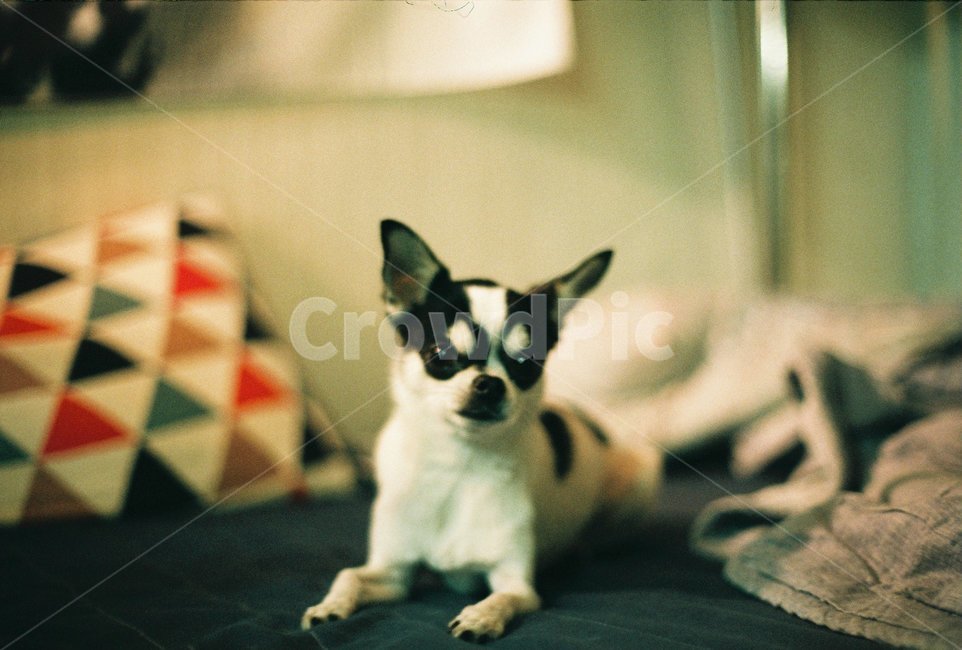 강아지,dog,치와와,chiwhawha,개,동물,animal,포유류,mammal,개,강아지,dog,doggy,감성,sensible,feeling