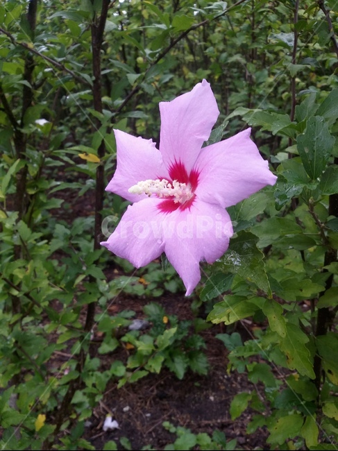 무궁화,무궁화꽃,꽃,flower,plant,식물,식물,자연,plants,nature,꽃,flower