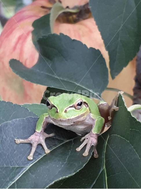청개구리,녹색,흰색,변색동물,산,논,밭,곤충,동물,animal,파충류,양서류,reptile,amphibian