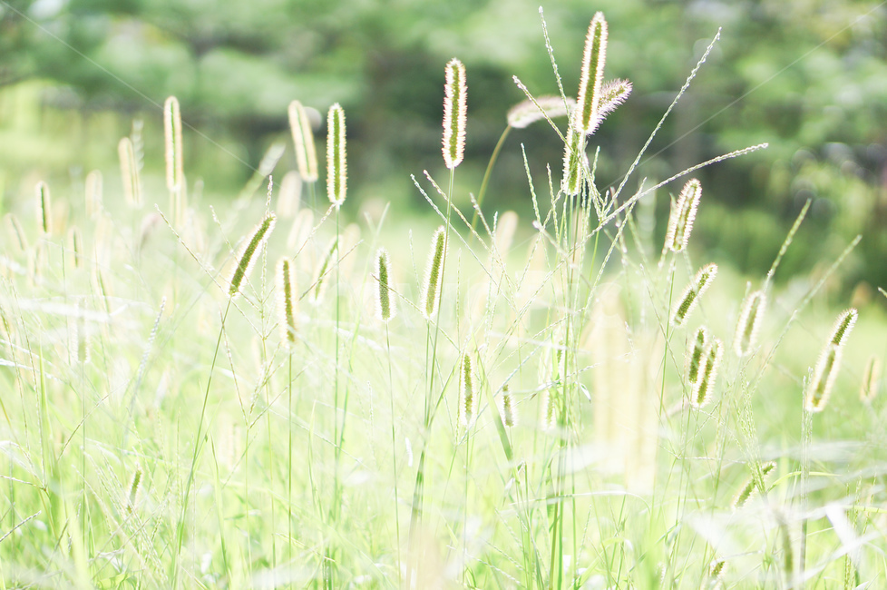 강아지풀,풀,풍경,빛,여름,식물,자연,plants,nature