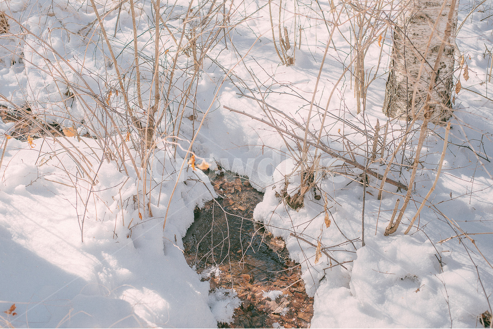 forest,nature,birch,winter,Birch forest,scenery,trees,healing,light,snow,land