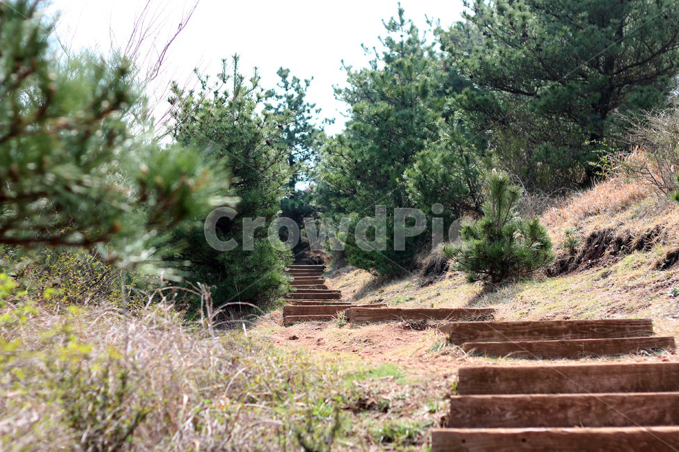 등산로,계단,나무계단,오르막길,숲길,자연,풍경,nature,landscape