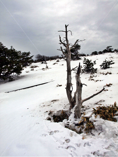 어리목,제주도,한라산,설경,겨울산,눈,등산,설화,설목,고사목,괴목,겨울,계절,winter,season,자연,풍경,nature,landscape,tree,나무,plant,식물,wood,outdoors,옥외