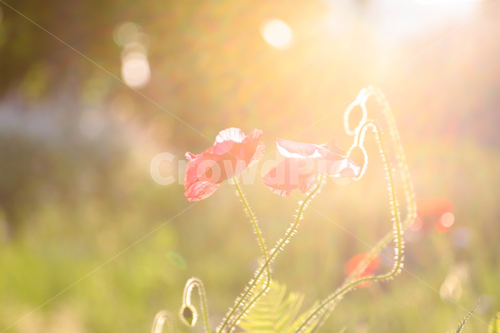 봄,봄날,봄꽃,꽃,양귀비,역광,아름다운,예쁜,배경,식물,해질녘,spring,flowers,sunset,beautiful,식물,자연,plants,nature,꽃,flower