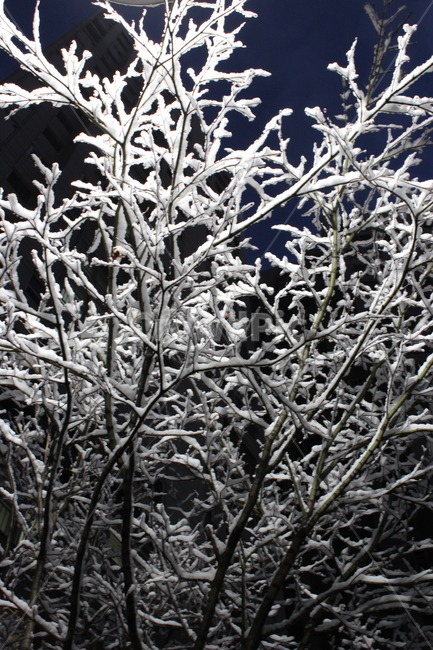 서리,frost,눈,snow,ice,자연