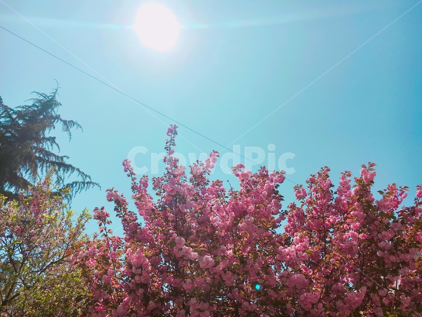 꽃,봄,매화,벚꽃,봄꽃