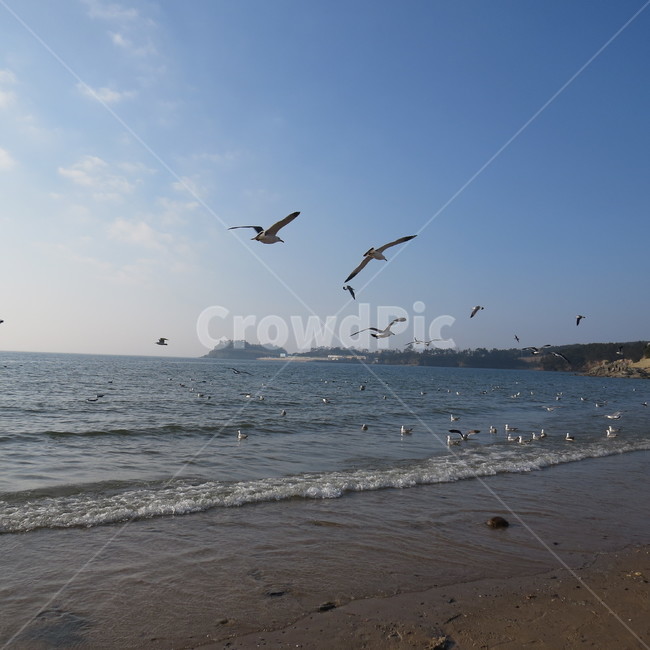 바다,격포,해수욕장,바닷가,해안,갈매기,풍경,기분좋은,파란,해변,해변가,동물,animal,조류,새,birds