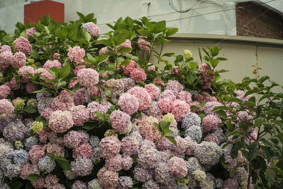 여름,수국,컬러풀,자연,식물,summer,flower,colorful,nature,plant,식물,자연,plants,nature,꽃,flower