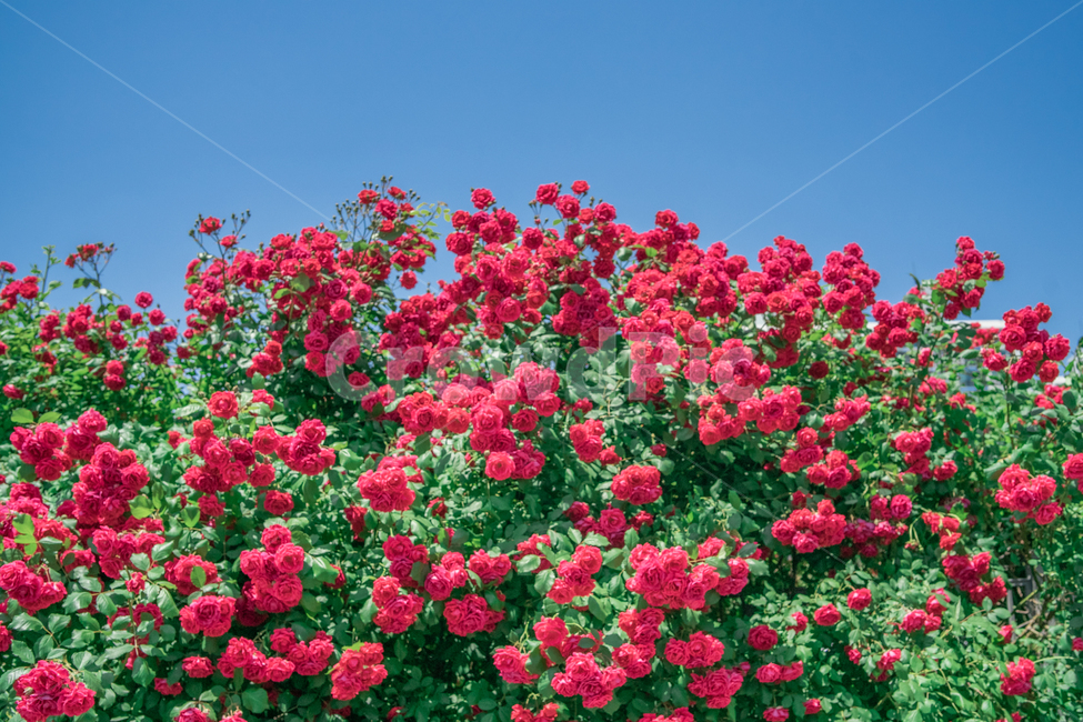 장미,하늘,분홍색,꽃잎,rose,싱그러운