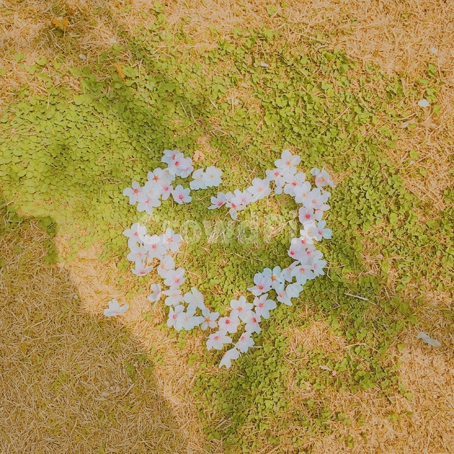 벚꽃,하트,꽃,네잎클로버,봄,꽃,flower