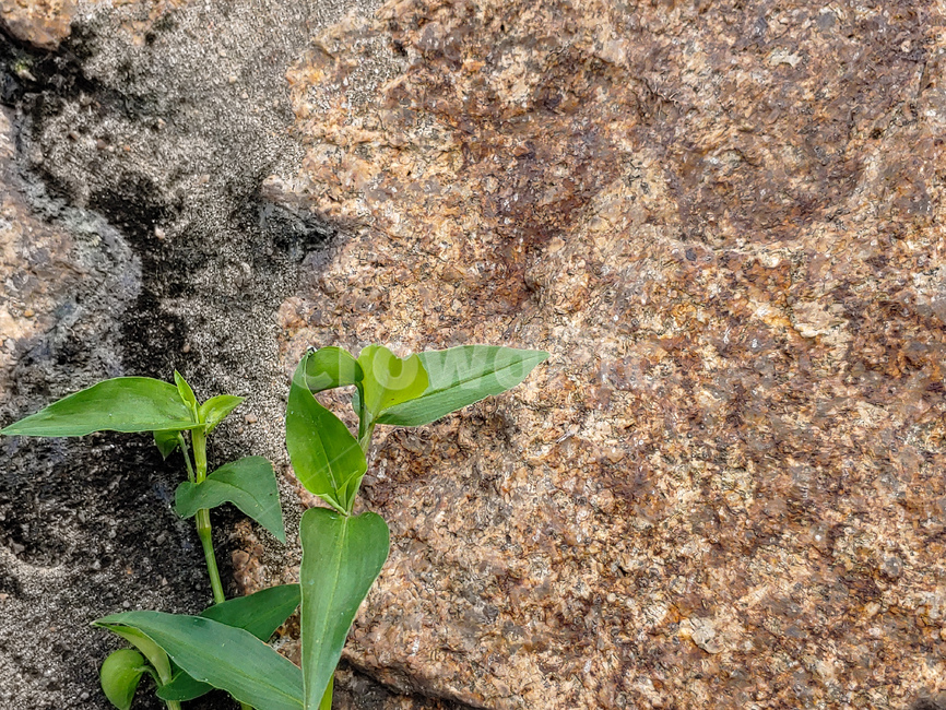 ground,바닥,leaf,잎,plant,식물,돌담,식물,자연,plants,nature