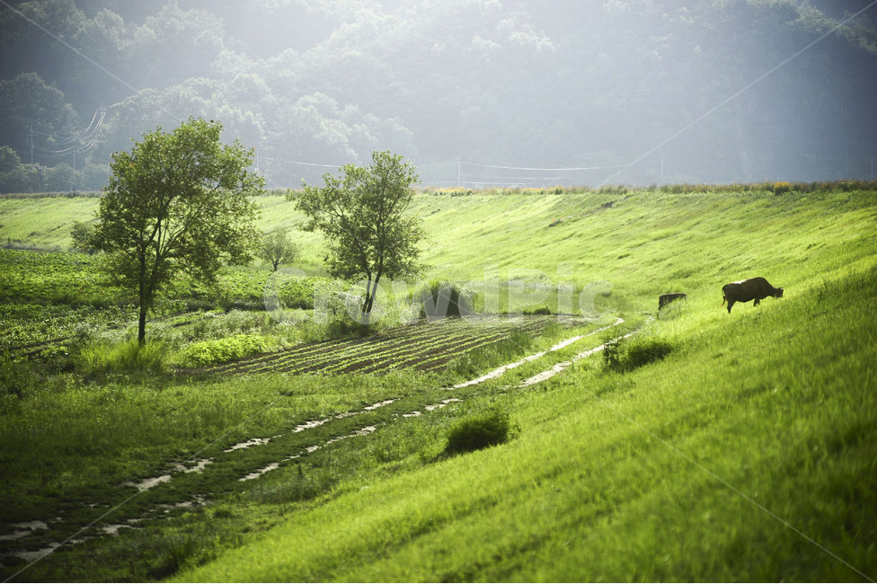 들판,풍경,소,동물,나무,field,tree,cattle,animal,landscape
