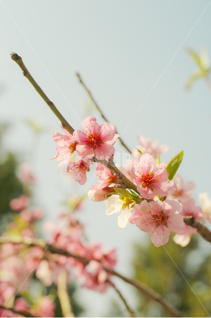 자연,식물,꽃,봄,복사꽃,flower,봄,계절,spring,season,식물,자연,plants,nature,꽃,flower,감성,sensible,feeling,plant