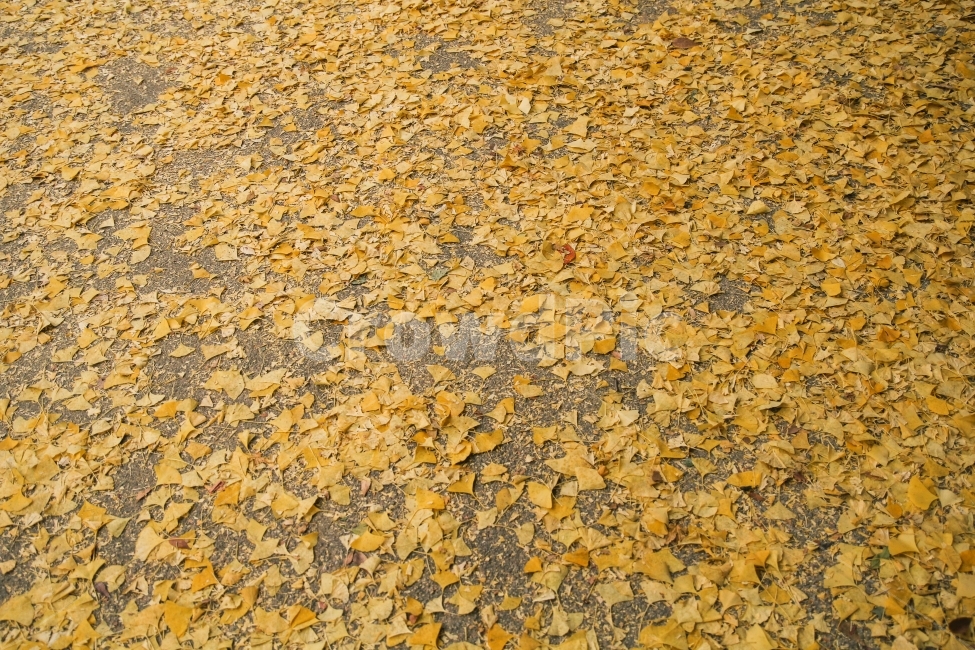 가을,은행나무,나뭇잎,은행잎,계절사진,seoul,korea,fall,autumn,감성사진,식물,자연,풍경,덕수궁,가을,계절,fall,autumn,season