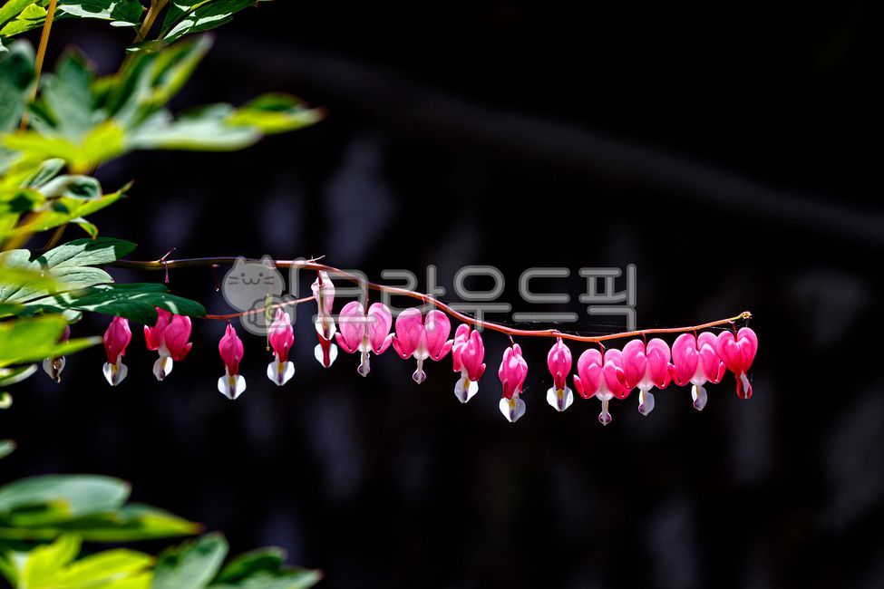 spring flowers,petal,bleeding heart,flower