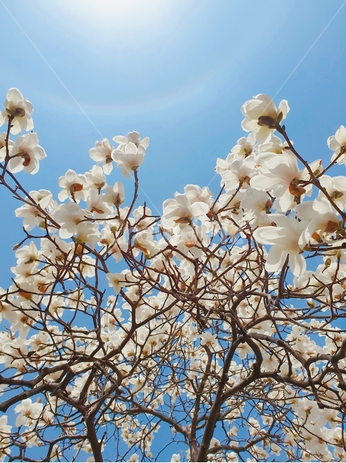 목련,꽃,flower,plant,식물,봄,계절,spring,season