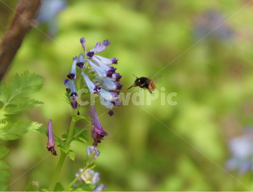 현호색,벌,꽃,야생화,식물,식물,자연,plants,nature,꽃,flower,동물,animal,곤충,벌레,insect,bug