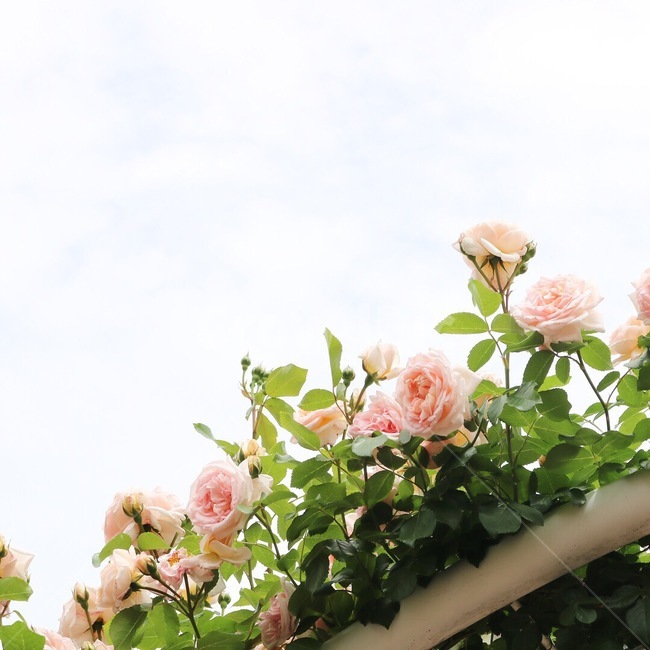 장미,꽃,식물,자연,봄꽃,힐링,휴식,핑크,장미꽃,nature,plant,roses,flowers,spring,pink,식물,자연,plants,nature,꽃,flower