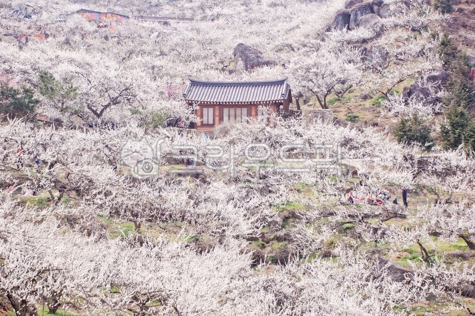 spring,Plum Village,Plum Festival,korea,Gwangyang Plum Village,Gwangyang,sight,plum blossom,flower Festival,flower viewing