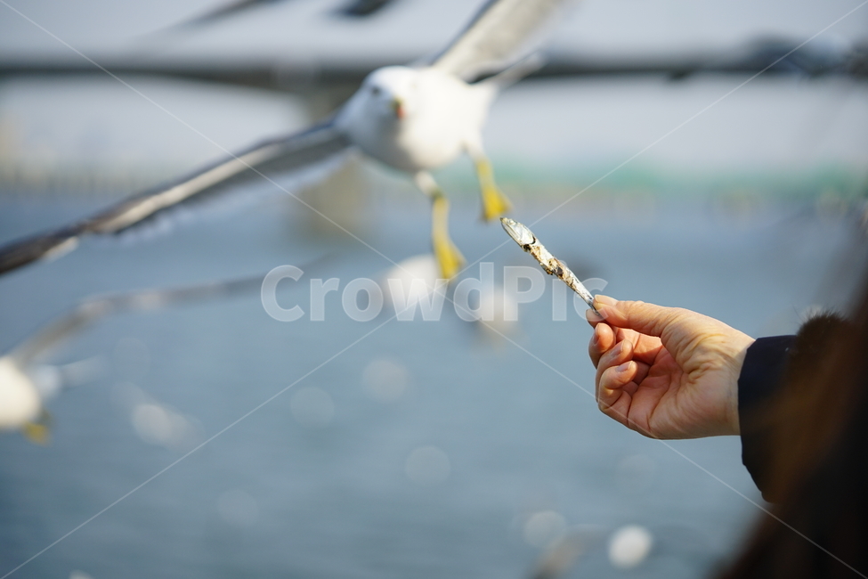 갈매기,새,순간포착,동물,bird,비행,동물,animal,조류,새,birds