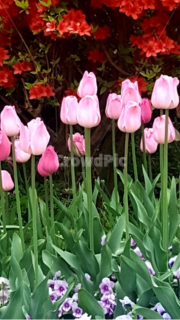 꽃,튤립,자연,꽃밭,핑크색튤립,식물,자연,plants,nature,꽃,flower
