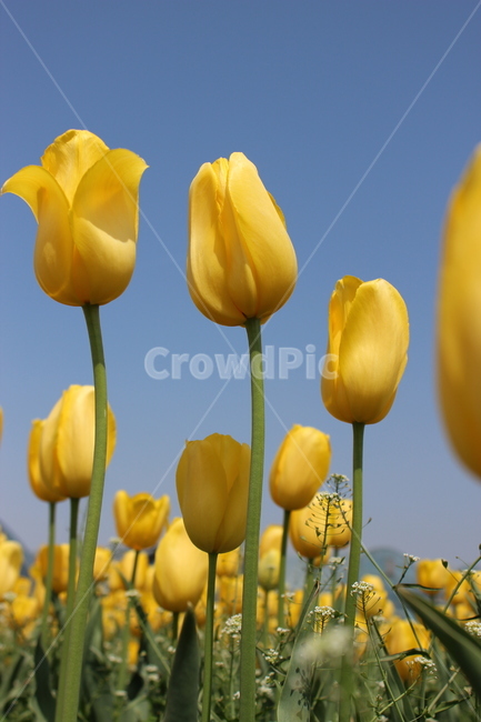 튤립,꽃,정물,화사,접사,봄,계절,spring,season,식물,자연,plants,nature,꽃,flower,plant