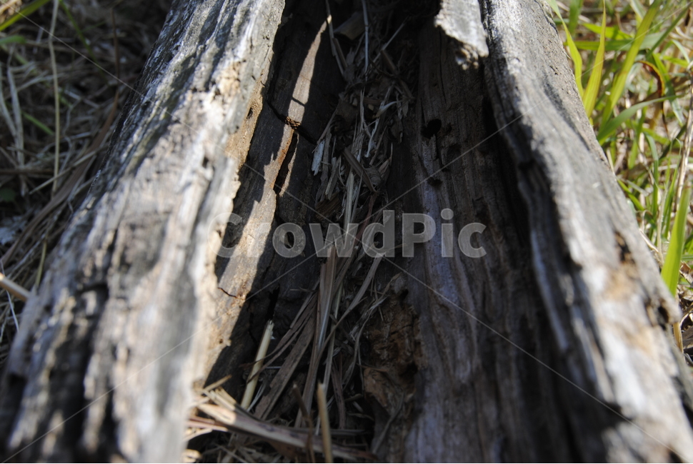 wood,plant,식물,tree,나무,나무,trees,wood