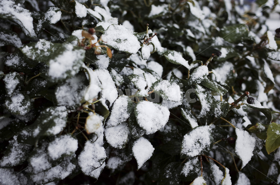 식물,plant,leaf,잎,green,초록,녹색,snow,눈,눈쌓인나무,눈쌓인나뭇잎,눈내린나무,눈내린나뭇잎,겨울,winter
