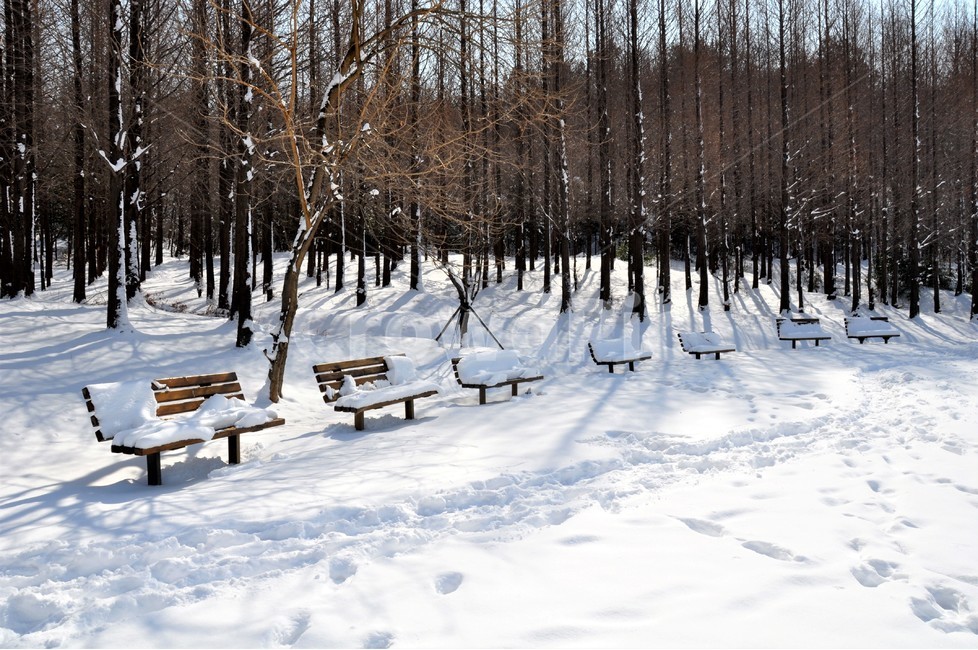 눈,겨울,벤취,나무숲,발자욱,겨울,계절,winter,season,자연,풍경,nature,landscape,식물,plants,나무,trees,wood,bench,벤치
