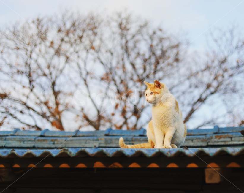 동물,시골냥,고양이,야옹이,cat,동물,animal,포유류,mammal,고양이,cat,kitten,kitty
