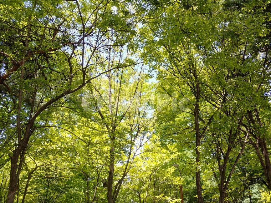 자연,초록,나무,빛,맑음