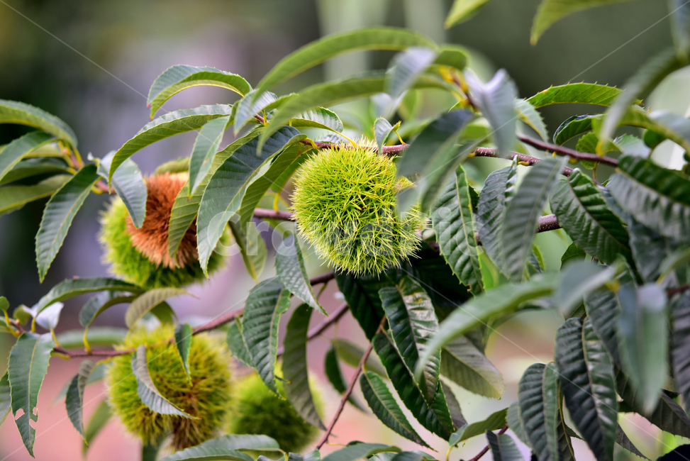 밤송이,가시,밤송이가시,밤나무,밤,밤알,알밤,열매,fruits,chestnut,가을,계절,fall,autumn,season,과일,열매,fruit,plant,식물,leaf,잎